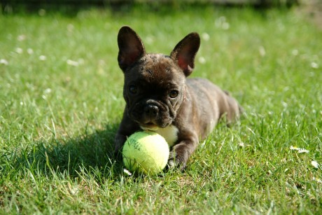 french-bulldog-2365662_1280