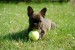 french-bulldog-2365662_1280
